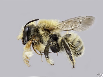[Megachile latimanus male thumbnail]
